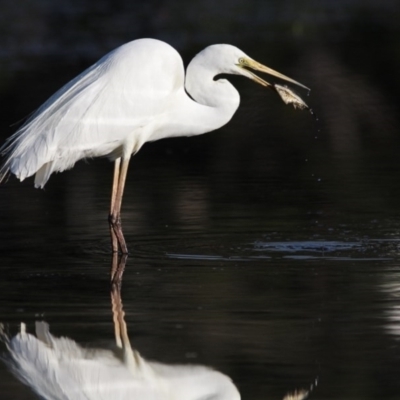 Ardea alba (Great Egret) at Merimbula, NSW - 13 Dec 2012 by Leo