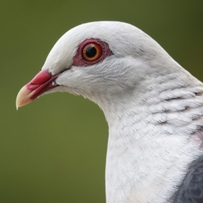 Columba leucomela (White-headed Pigeon) at Merimbula, NSW - 6 Jan 2016 by Leo