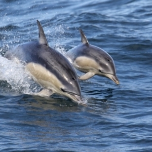 Delphinus delphis at Green Cape, NSW - 18 Sep 2015 11:27 AM