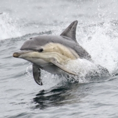 Delphinus delphis (Common Dolphin) at Eden, NSW - 17 Sep 2015 by Leo