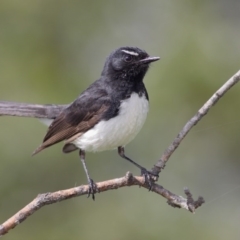 Rhipidura leucophrys (Willie Wagtail) at Panboola - 17 Nov 2010 by Leo