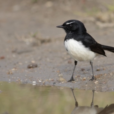 Rhipidura leucophrys (Willie Wagtail) at Pambula, NSW - 20 May 2011 by Leo
