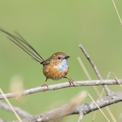 Stipiturus malachurus (Southern Emu-wren) at Panboola - 19 Apr 2016 by Leo