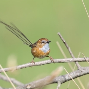 Stipiturus malachurus at Pambula, NSW - 19 Apr 2016