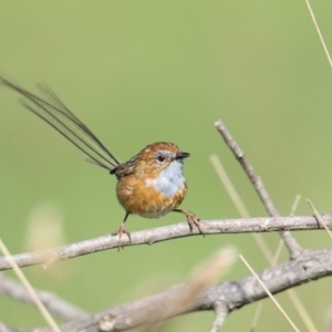 Stipiturus malachurus at Pambula, NSW - suppressed