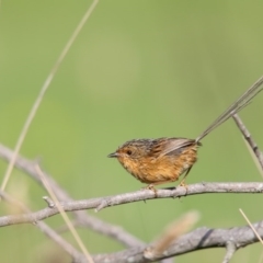 Stipiturus malachurus (Southern Emuwren) at Pambula, NSW - 18 Apr 2016 by Leo