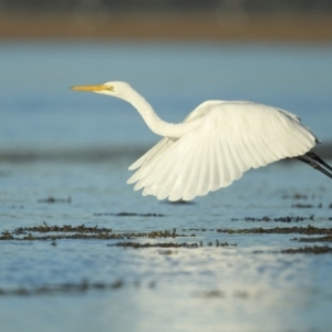 Ardea alba at Merimbula, NSW - 16 May 2013