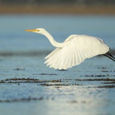 Ardea alba (Great Egret) at Merimbula, NSW - 16 May 2013 by Leo