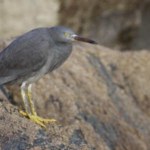 Egretta sacra at Eden, NSW - 20 May 2011