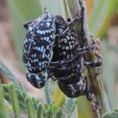 Chrysolopus spectabilis (Botany Bay Weevil) at Paddys River, ACT - 23 Mar 2015 by michaelb