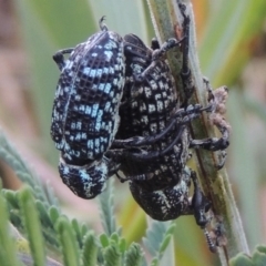 Chrysolopus spectabilis (Botany Bay Weevil) at Paddys River, ACT - 23 Mar 2015 by MichaelBedingfield