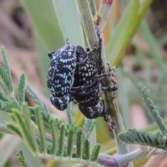 Chrysolopus spectabilis at Paddys River, ACT - 23 Mar 2015 07:13 PM