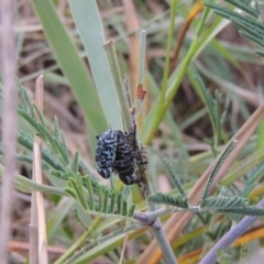 Chrysolopus spectabilis at Paddys River, ACT - 23 Mar 2015