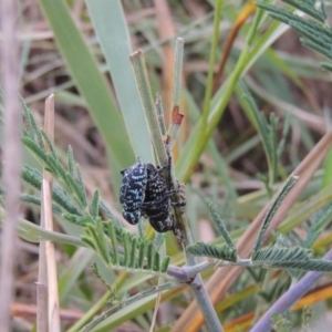 Chrysolopus spectabilis at Paddys River, ACT - 23 Mar 2015 07:13 PM