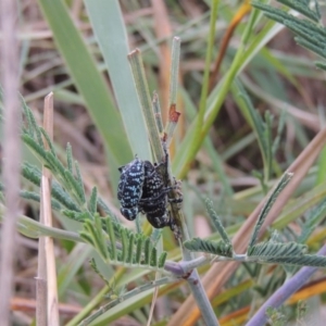 Chrysolopus spectabilis at Paddys River, ACT - 23 Mar 2015