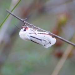 Aloa marginata (Donovan's Tiger Moth) at Red Hill, ACT - 14 Feb 2016 by roymcd