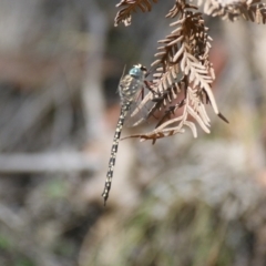Austroaeschna multipunctata (Multi-spotted Darner) at Paddys River, ACT - 16 Feb 2016 by roymcd