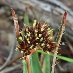 Luzula densiflora (Dense Wood-rush) at Jerrabomberra, NSW - 9 Aug 2016 by Wandiyali