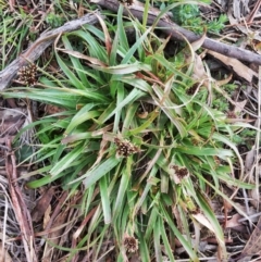 Luzula densiflora at Jerrabomberra, NSW - 9 Aug 2016