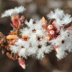 Leucopogon virgatus (Common Beard-heath) at QPRC LGA - 9 Aug 2016 by Wandiyali