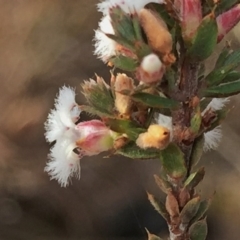 Leucopogon virgatus at Jerrabomberra, NSW - 9 Aug 2016