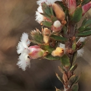 Leucopogon virgatus at Jerrabomberra, NSW - 9 Aug 2016