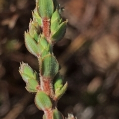 Leucopogon virgatus at Jerrabomberra, NSW - 9 Aug 2016 10:25 PM