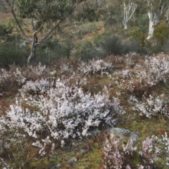 Leucopogon virgatus at Jerrabomberra, NSW - 9 Aug 2016