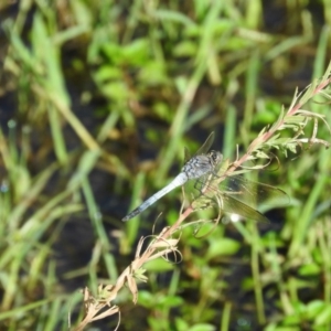 Orthetrum caledonicum at Fadden, ACT - 12 Mar 2016 09:58 AM