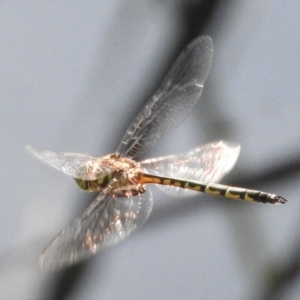 Hemicordulia australiae at Fadden, ACT - 12 Mar 2016