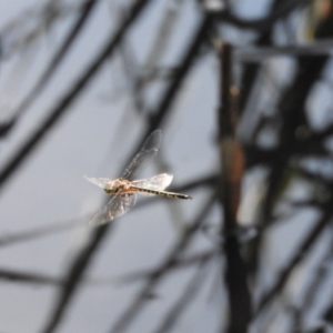 Hemicordulia australiae at Fadden, ACT - 12 Mar 2016