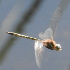 Hemicordulia australiae at Fadden, ACT - 12 Mar 2016