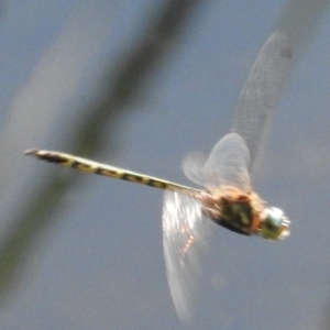 Hemicordulia australiae at Fadden, ACT - 12 Mar 2016