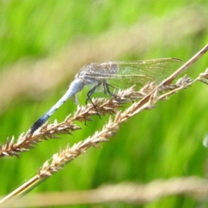 Orthetrum caledonicum at Gilmore, ACT - 14 Jan 2016