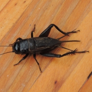 Teleogryllus commodus at Conder, ACT - 14 Apr 2015