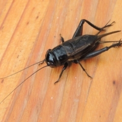 Teleogryllus commodus at Conder, ACT - 14 Apr 2015