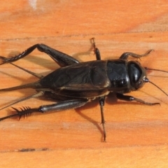 Teleogryllus commodus at Conder, ACT - 14 Apr 2015