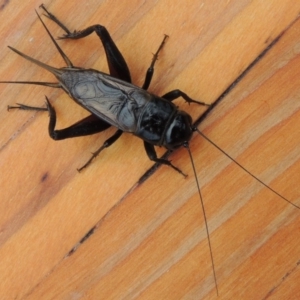 Teleogryllus commodus at Conder, ACT - 14 Apr 2015 12:45 PM