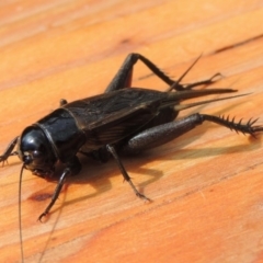 Teleogryllus commodus at Conder, ACT - 14 Apr 2015