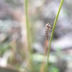 Mycetophilidae (family) (A fungus gnat) at Aranda Bushland - 8 Aug 2016 by JasonC