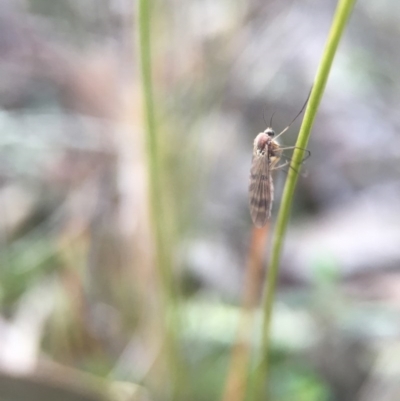 Mycetophilidae (family) (A fungus gnat) at Belconnen, ACT - 8 Aug 2016 by JasonC