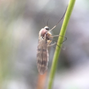 Mycetophilidae (family) at Belconnen, ACT - 8 Aug 2016 08:06 PM