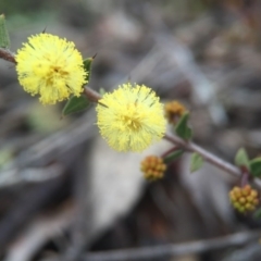 Acacia gunnii (Ploughshare Wattle) at Forde, ACT - 10 Aug 2016 by JasonC