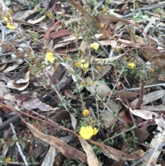 Acacia gunnii at Forde, ACT - 10 Aug 2016