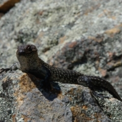 Egernia cunninghami (Cunningham's Skink) at Bombala, NSW - 5 Oct 2008 by thompsos