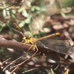 Nymphes myrmeleonoides at Macquarie, ACT - 30 Dec 2015 12:00 AM