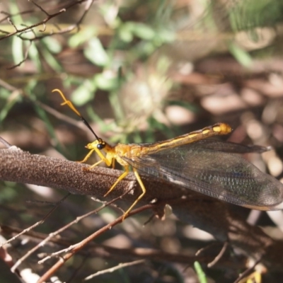 Nymphes myrmeleonoides (Blue eyes lacewing) at Macquarie, ACT - 30 Dec 2015 by Heino