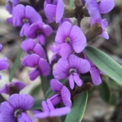 Hovea heterophylla (Common Hovea) at Mulligans Flat - 10 Aug 2016 by JasonC