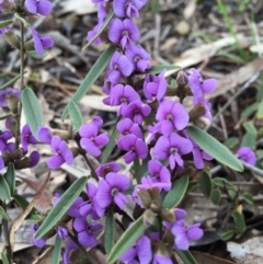 Hovea heterophylla at Forde, ACT - 10 Aug 2016 10:48 AM