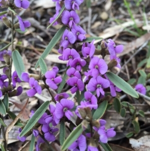 Hovea heterophylla at Forde, ACT - 10 Aug 2016 10:48 AM